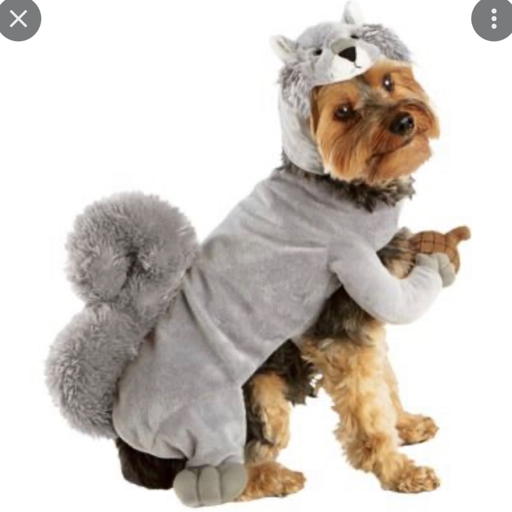 Squirrel Halloween costume dog cat
